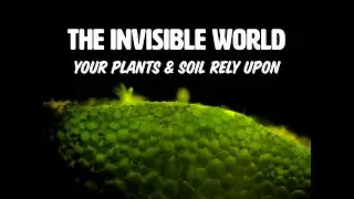 The Invisible World your Plants and your Soil Rely Upon | Breakthroughs in Soil Microscopy 2024