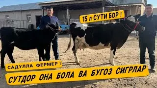 СУТДОР  ОНА  БОЛА  ВА  БУГОЗ  СИГР НАРХЛАРИ  САДУЛЛА  ФЕРМЕР !  30-ОКТАБРЬ