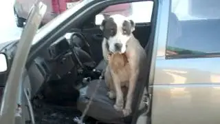 Будур в машине