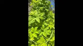 Mining Bees on Hops