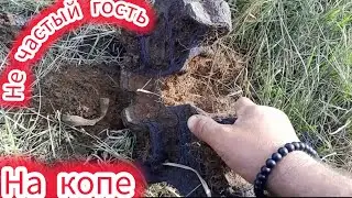 Металлокоп. Металла мало, цена падает, но свой металл я взял.