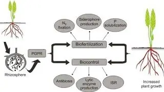 पौधों में हॉर्मोन्स | Plant hormones!