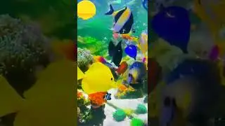 Beautiful Fish, Colorful Fish, Most Beautiful Sea Creatures, #short, #shortsfeed, #fish