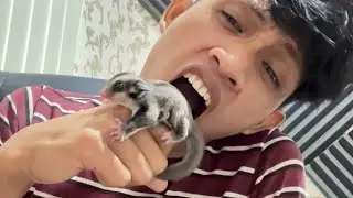 Cara merawat sugar glider joey bagi pemula paling bener