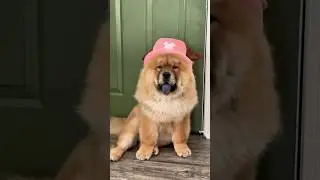 One Piece Tony Tony Chopper 🐶