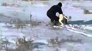 Охота с тазы на зайца.