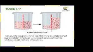 AP Biology: Tonicity, Osmoregulation, Mechanisms of Transport