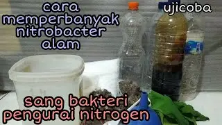 Cara mudah memperbanyak nitrobacter alam