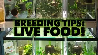 Tips for breeding for profit: Live Food