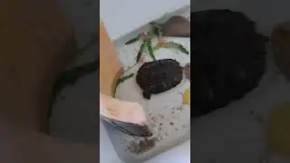 showing you guys Shelly's cut