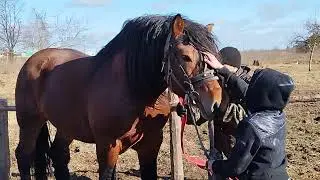 ЛОШАДИ🐎 ПРИЕХАЛИ 🔥СМОТРЕТЬ ЦЫГАНСКОГО ЖЕРЕБЦА💪💥🐎