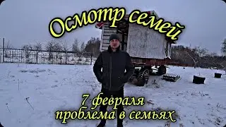 Осмотр пчёл в феврале, что с семьёй?