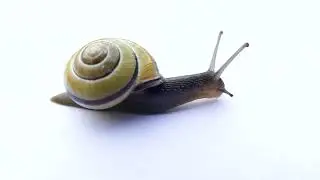 Schnecke  Video Footage - Free Motion Snail