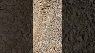 Yılanla oyun.