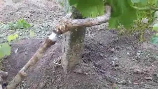 На прививке произошла перетяжка, что в этом случае можно сделать?
