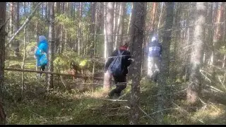 Поход за клюквой