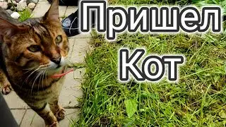 УДачные Лопухи и Кот.