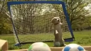 Perro arquero