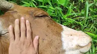 Suara sapi , keenakan di Elus eluss  😁