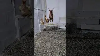 принимаю заказы яйца порода о шамо whatsapp telegram :+998915214948