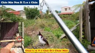 Treo Lồng B.ẫy Chào Mào Ra Đằng Sau Nhà Và Tình Cờ Gặp Chú Gạ Đổi Chào Mào Gìa // Chiến Ơi