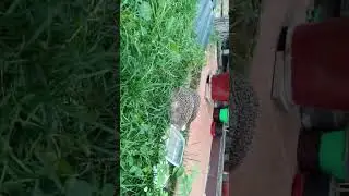 Основной инстинкт