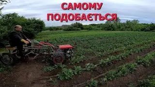 Третє підгортання картоплі. І знову по сухому