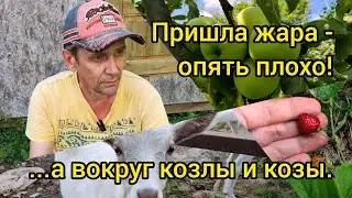 Пришла жара -  опять плохо!