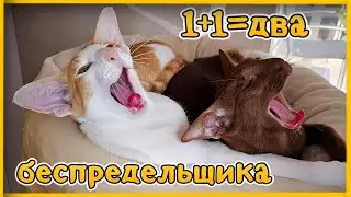 Лежаночные распри 😸 Мне отказались помогать🥺 