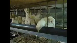 Выращивание бройлеров в домашних условиях часть5.