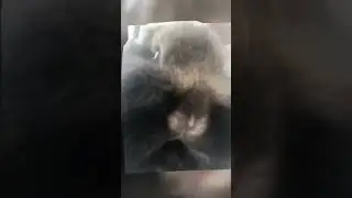 Steel sheet #animals #bunny #meme #funny #memes #rabbit #animal