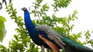 5 Most Beautiful Peacocks in the World | The natural beauty male peacock birds nature sounds 4k