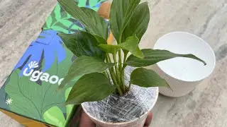 I Ordered a Peace Lily from Amazon 😲 | Unboxing & First Look | Is It Worth Buying?