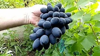 Как укрыть НЕПРАВИЛЬНО посаженый виноградный куст.