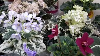 Цветущие фиалки на 7февраля.