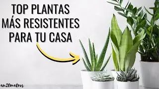(EP 01) Las PLANTAS MÁS RESISTENTES Y FÁCILES DE CUIDAR en casa: consejos y cuidados || en20metros