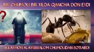 Бир чумоли бир йилда канча дон ва уруг ейди 2022