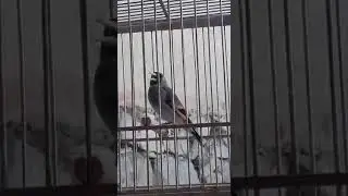 Щегол чир чир