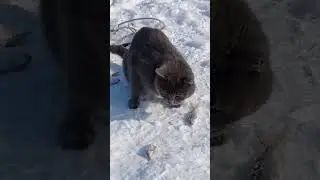На рыбалке. Что выберет кот, сорожку или окуня?