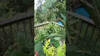 3 Cold Tolerant Palm trees for your garden  #palmtrees #gardening
