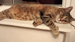 Кошка меня игнорирует.