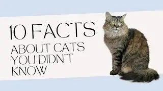 10 Facts About Cats you Didn't Know