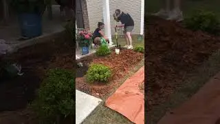 #flowers #flowergarden #flowerbeds #diy #landscape #diylandscaping #hydrangeas #daisy #petunias