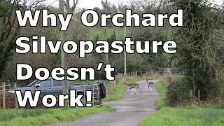 Why Orchard Silvopasture Does Not Work | The Pros and Cons of Putting Wire Cages Around Trees