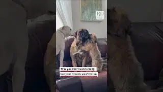 Two Dogs Lick and Kiss Another Dog to Calm Him Down