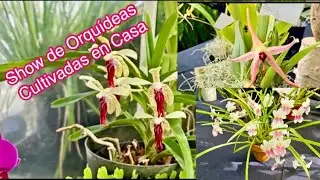 Show de Orquideas Cultivadas en Casa /🌿🌷🌿🏕️