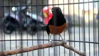 SUARA BURUNG : Murai Batu Ekor Hitam, Tonjolan Mantap.