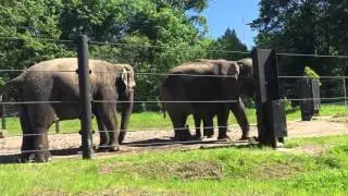 Слон срёт / pooping elephant