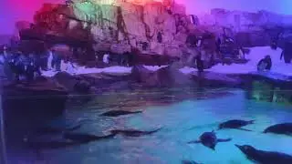 Penguins at SeaWorld San Antonio