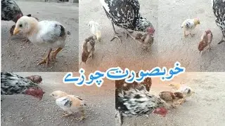 Beautiful Aseels Chicks Mianwali Aseels Shoaib Niazi